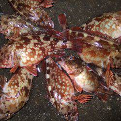 初釣り、良くつれました。