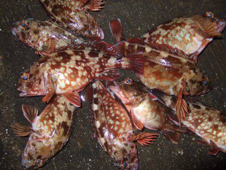 初釣り、良くつれました。