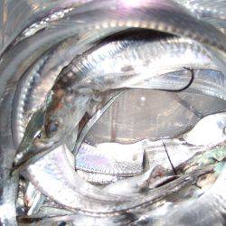 太刀魚まだいる！