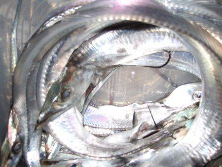 太刀魚まだいる！