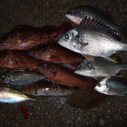 魚種豊富。真冬なのに