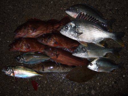 魚種豊富。真冬なのに