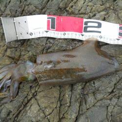 磯のヤエン釣りでアオリイカ