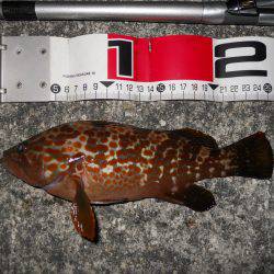 夕方~エビ撒き釣りで根魚狙い!