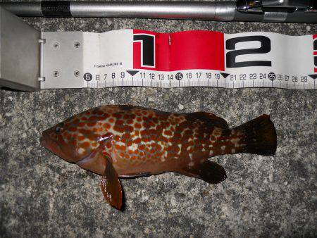 夕方～エビ撒き釣りで根魚狙い!