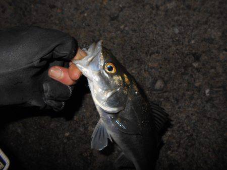 アタリまくる湾奥チーバス…。