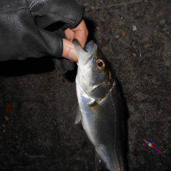 アタリまくる湾奥チーバス…②