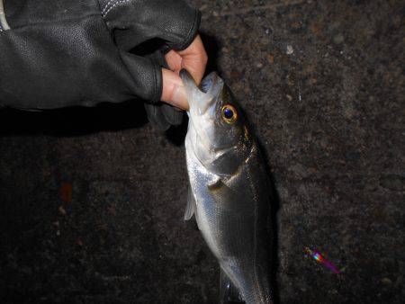 アタリまくる湾奥チーバス…②
