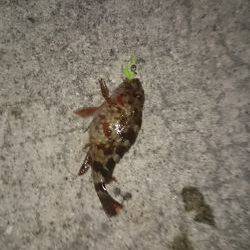 寒い日の夜遊び！ガシラ釣り