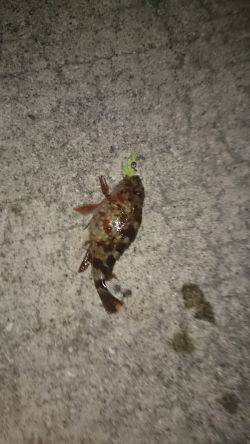 寒い日の夜遊び！ガシラ釣り