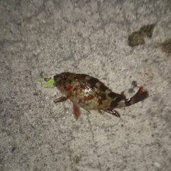 寒い日の夜遊び！ガシラ釣り