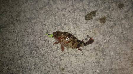 寒い日の夜遊び！ガシラ釣り