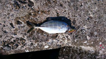 サビキで太刀魚‼