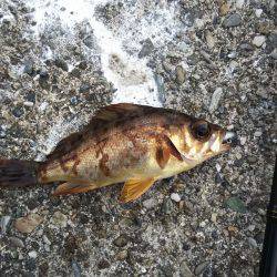 淡路島ランガンメバリング