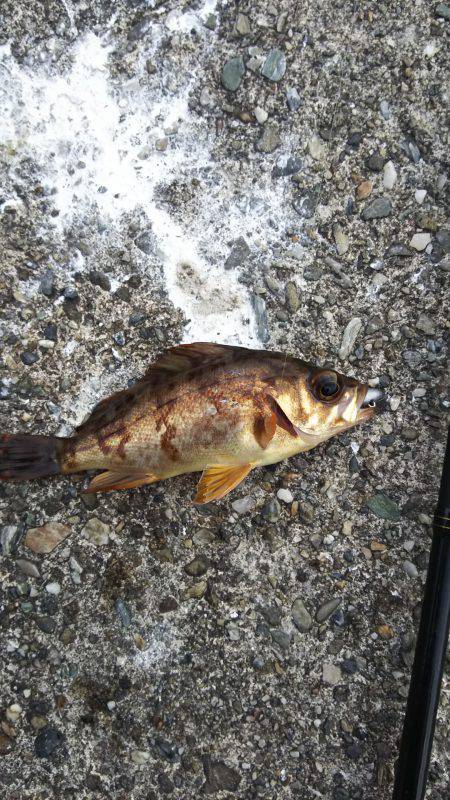 淡路島ランガンメバリング