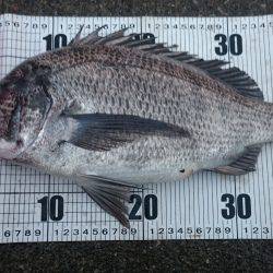 しぶしぶでした