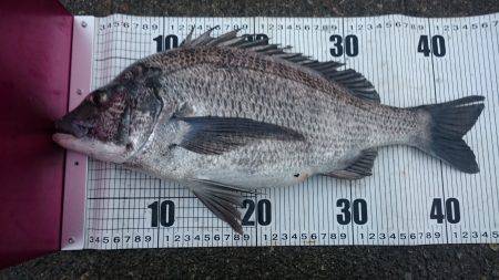 しぶしぶでした