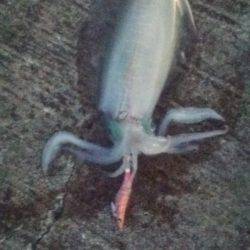 串本の帰りに…