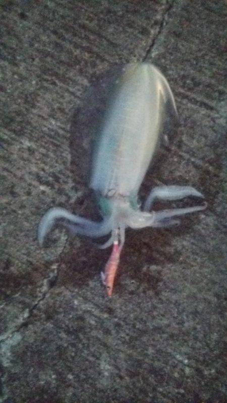 串本の帰りに…