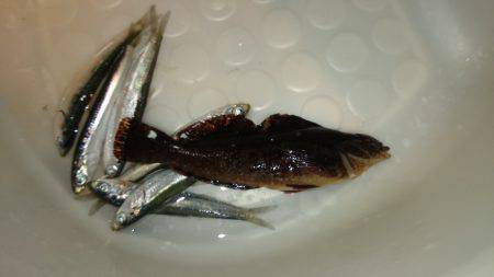 アジュール舞子にて、サビキ！