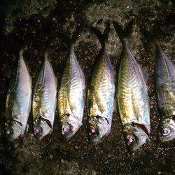 短時間のアジ狙い