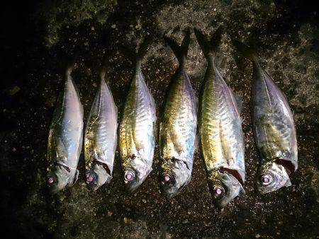 短時間のアジ狙い