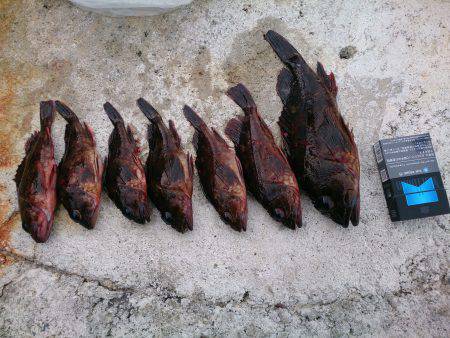 初釣行。タチウオ！