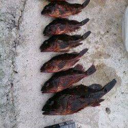 ガシラに癒されました