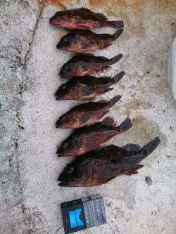 ガシラに癒されました