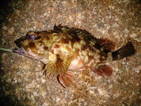 小さいサイズばかり