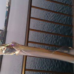 今年初釣りで太刀魚2匹GET