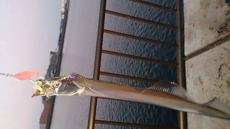 今年初釣りで太刀魚2匹GET