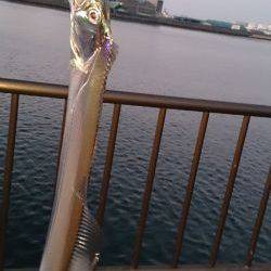 今年初釣りで太刀魚2匹GET