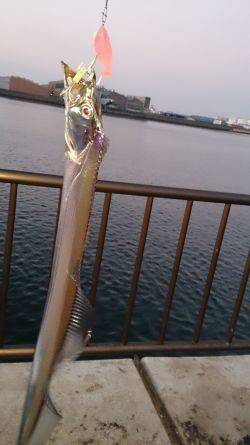 今年初釣りで太刀魚2匹GET