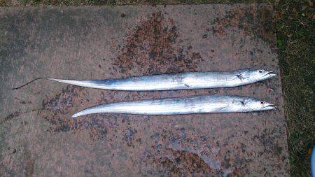 春木ベランダで太刀魚2匹ゲット