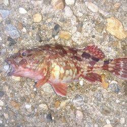 ライトワインド