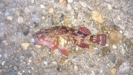 ライトワインド