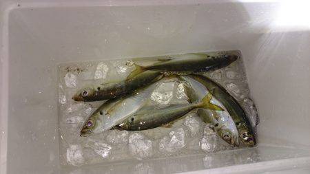 2匹目のドジョウ探し