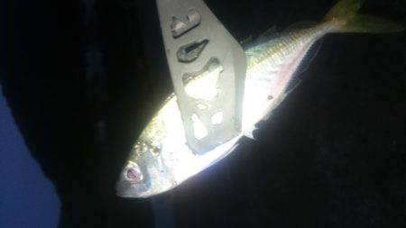 短時間アジング