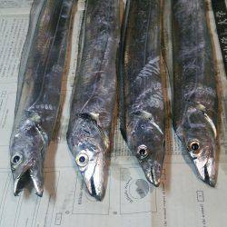 まだ太刀魚が居てた♪