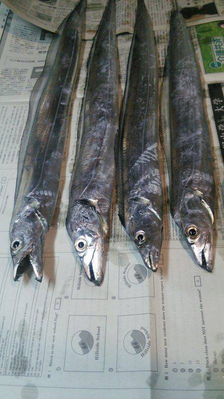 まだ太刀魚が居てた♪