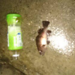 寒波には負けません