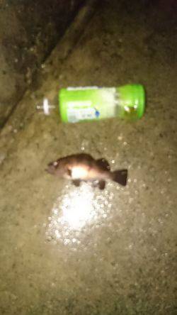 寒波には負けません