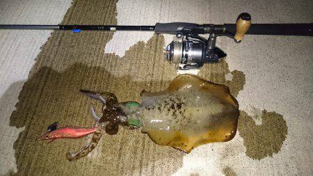 久々のアオリ。