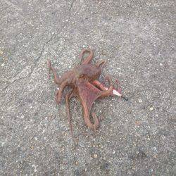 オクトパッシング