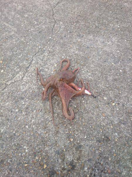 オクトパッシング