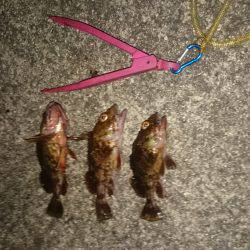 釣りは楽しいですね~