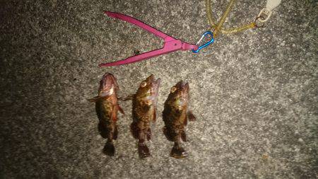 釣りは楽しいですね~