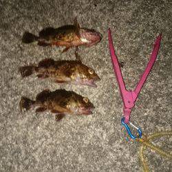 釣りは楽しいですね~