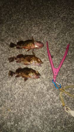 釣りは楽しいですね～